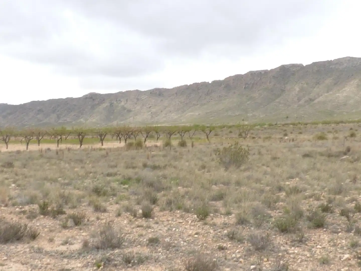 Rustikales Grundstück zum Verkauf in Jumilla, imagen 5