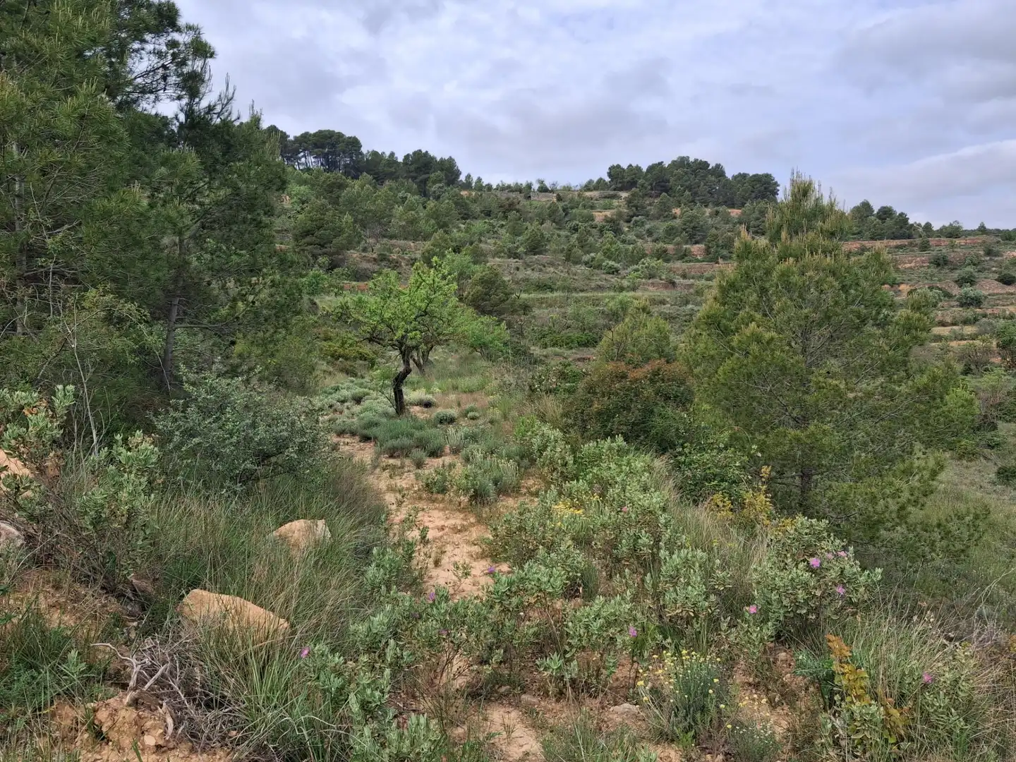 Rural land for sale in Gandesa, imagen 34