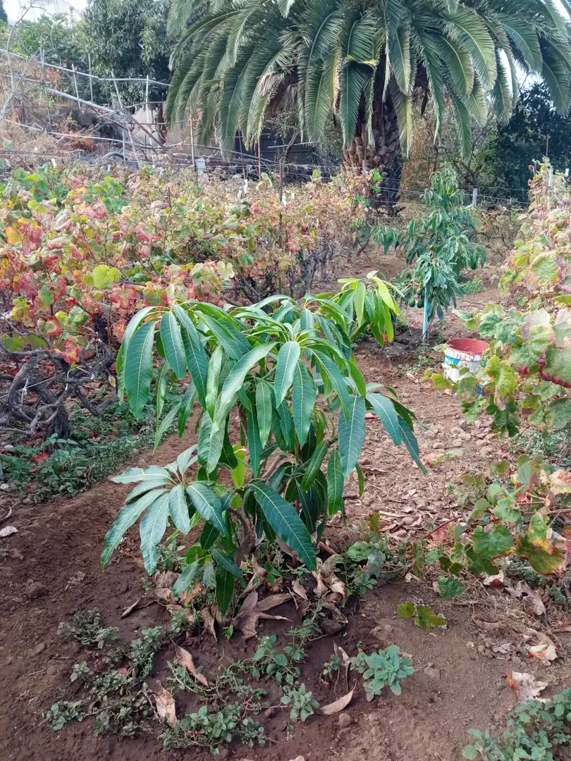 Terreno rustico in vendita a Las Cuevas - Los Gómez, imagen 3