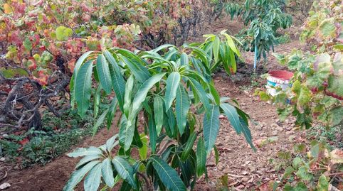 venta finca camino los gómez, la orotava, imatge 3