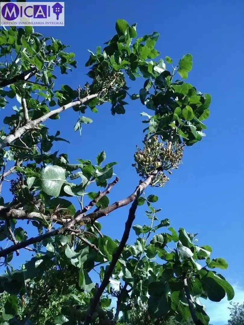 Jardí de Casa o xalet en venda en Puerto Real amb Aire condicionat, Jardí privat i Terrassa