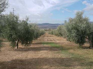 Terreno rustico in vendita a Dúrcal
