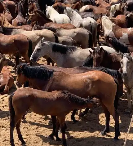 Terrenys i solars en venda a Almonte ciudad, imagen 3