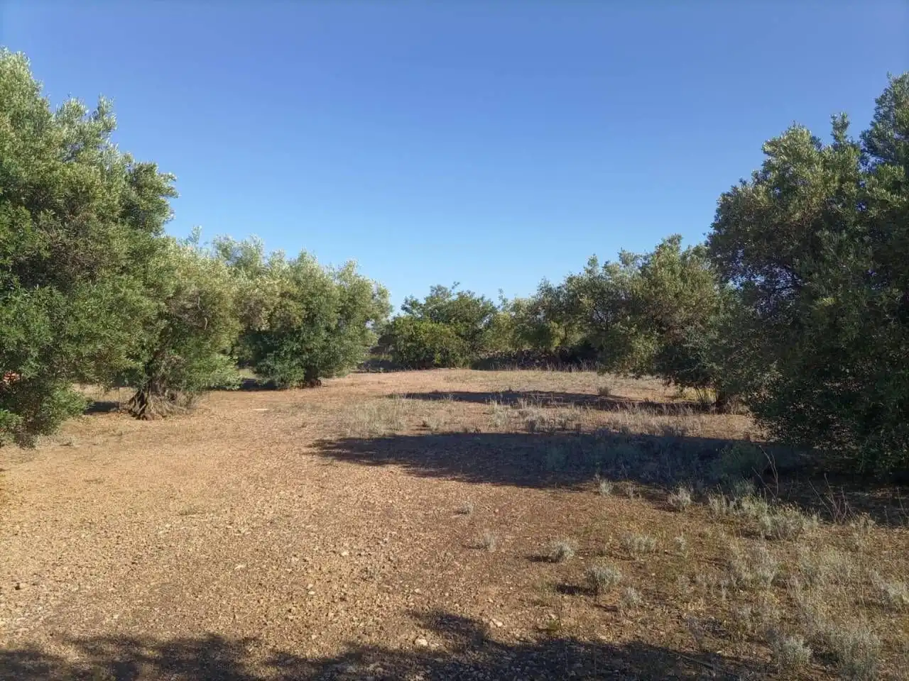 Terrain résidentiel à vendre à Xerta, imagen 6