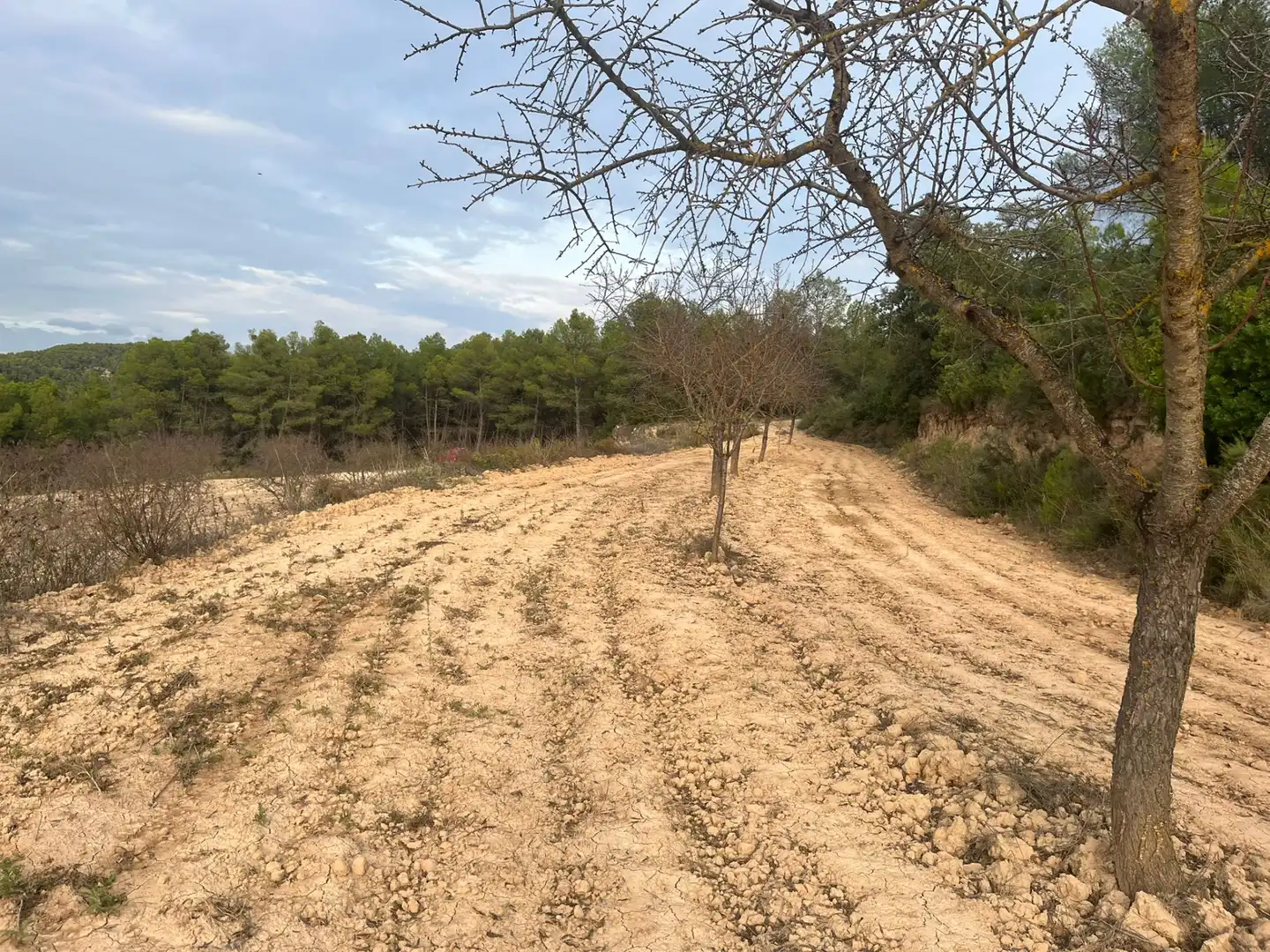 Terreni e lotti in vendita a Arens de Lledó, imagen 3