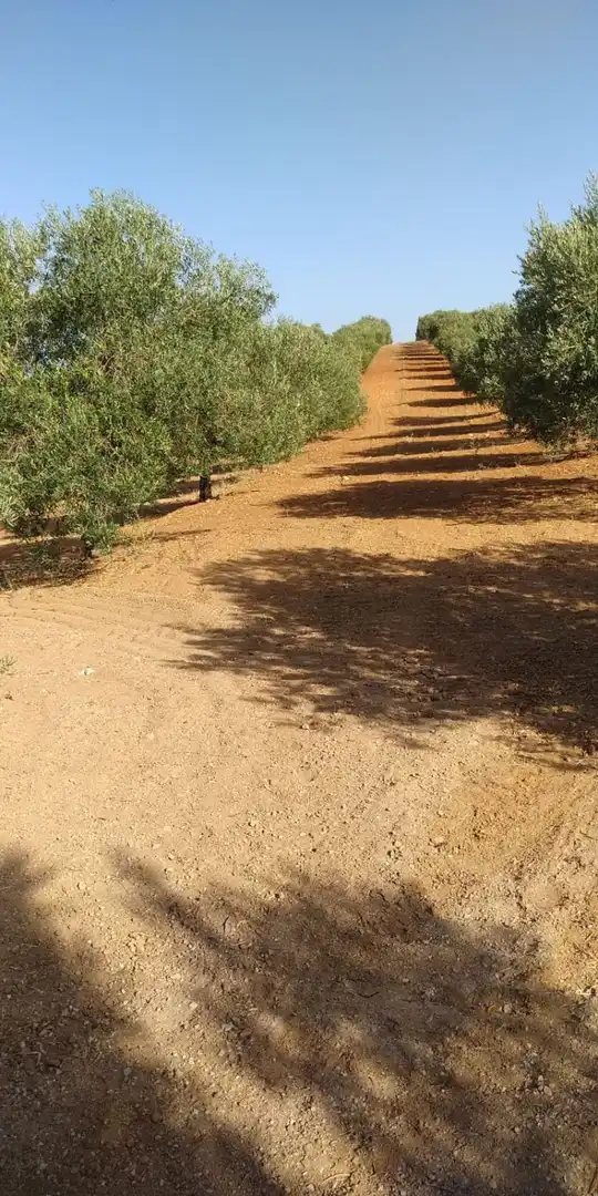 Casa rústica en venda a Arcos de la Frontera, imagen 9