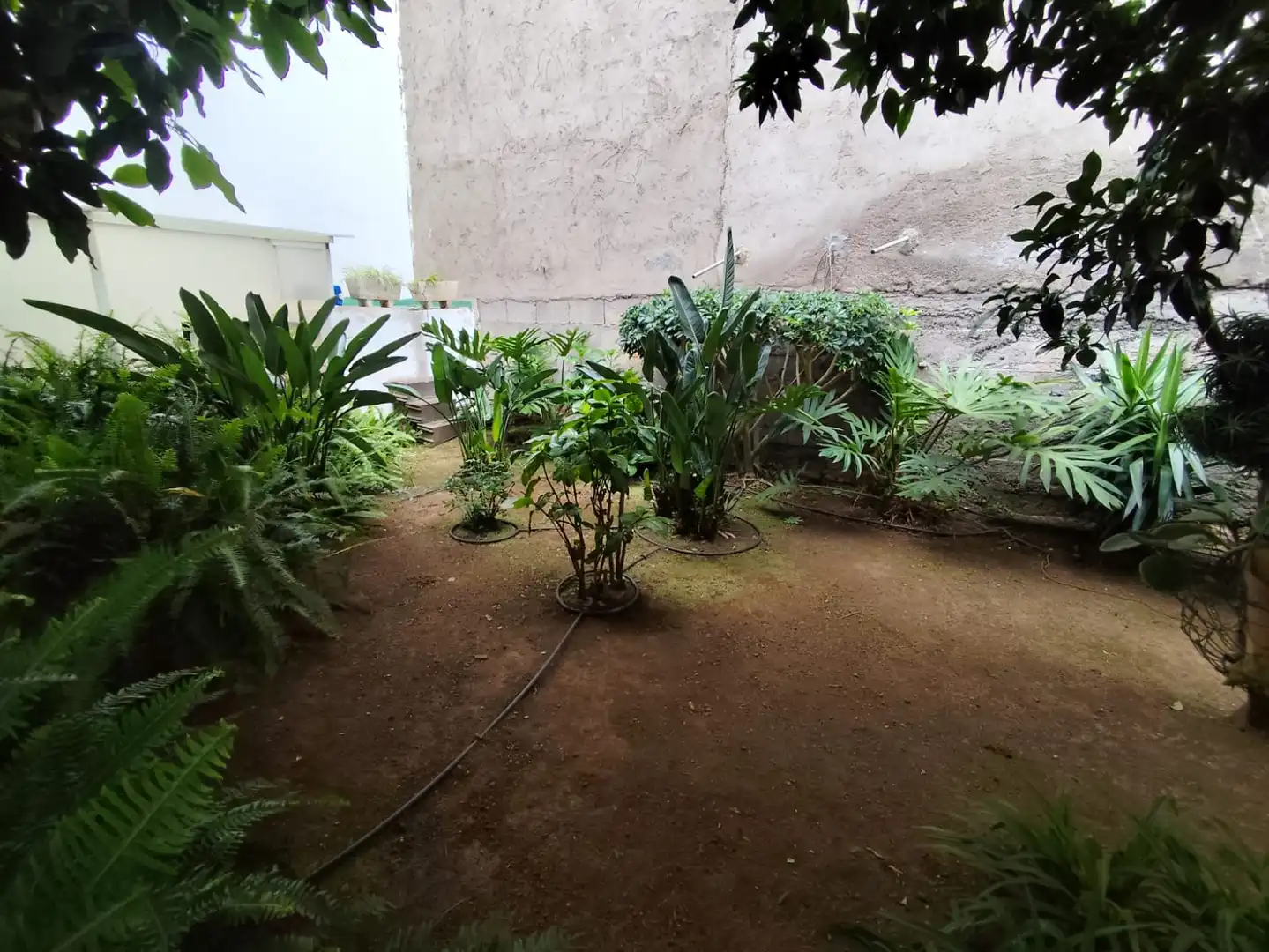 Garden of Houses for rent in La Orotava  with Private garden, Furnished and Washing machine