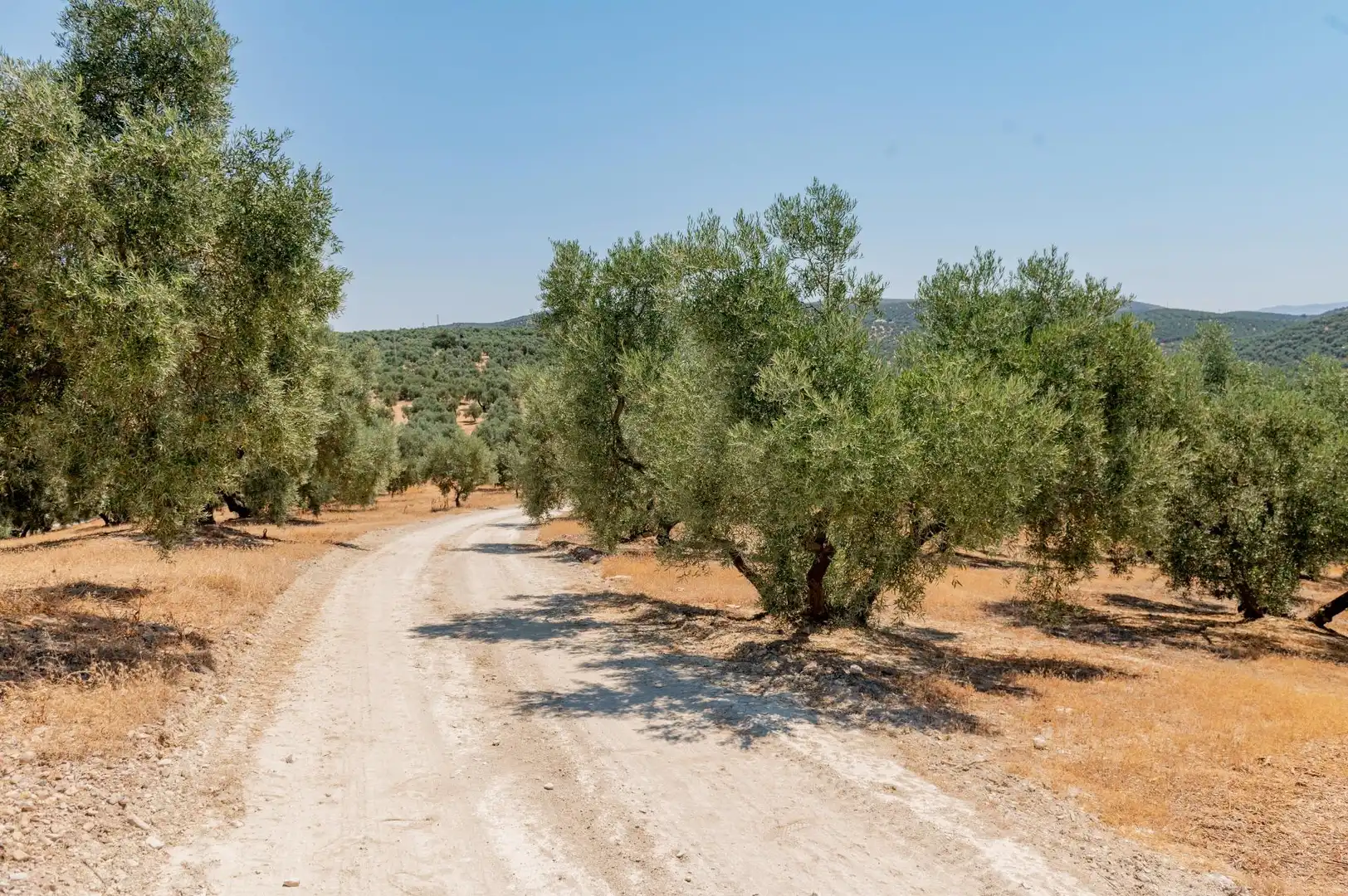 Land for sale in Archidona