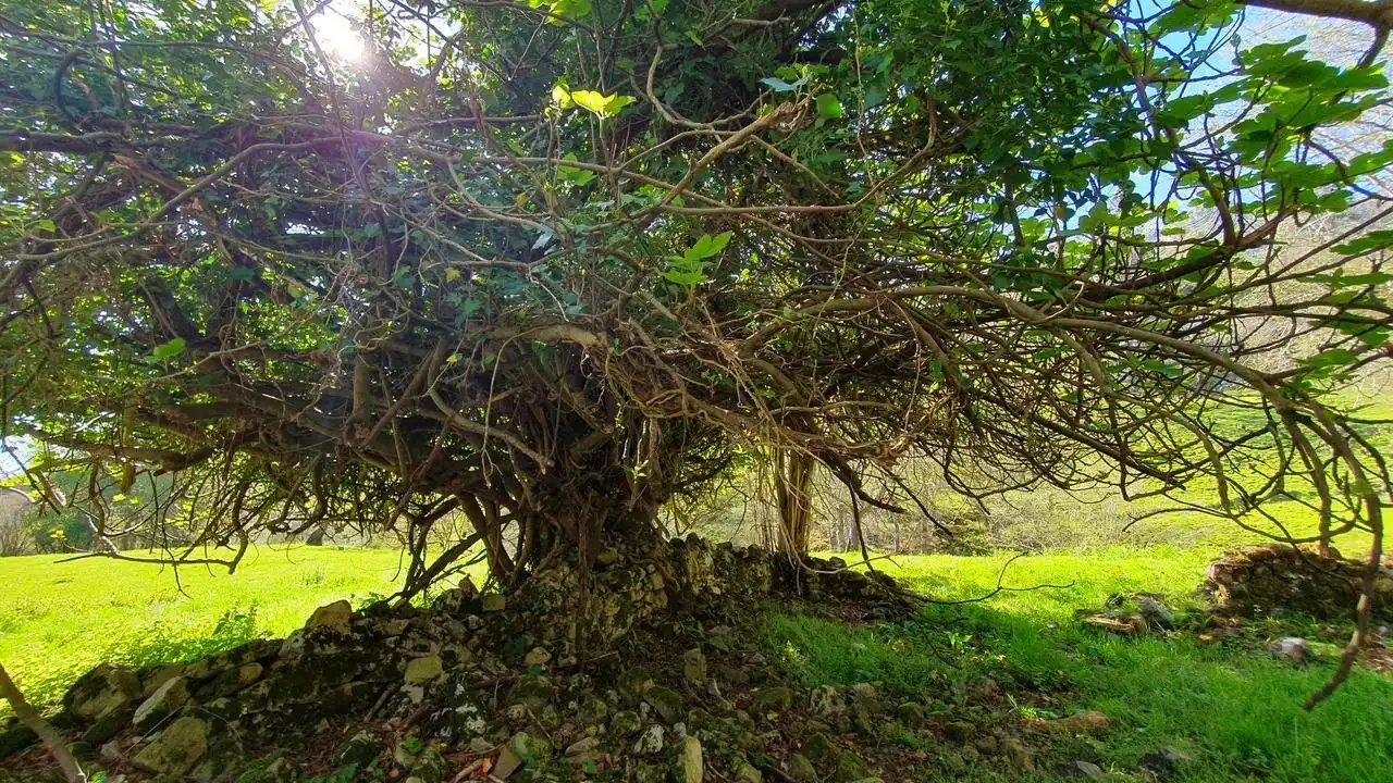 Jardín de Finca rústica en venta en Llanes