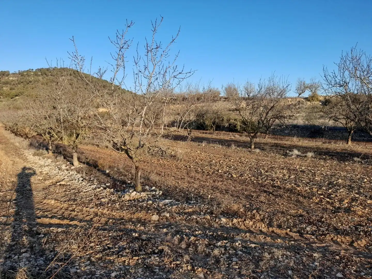 Terreno rústico en venta en Corbera d'Ebre, imagen 4