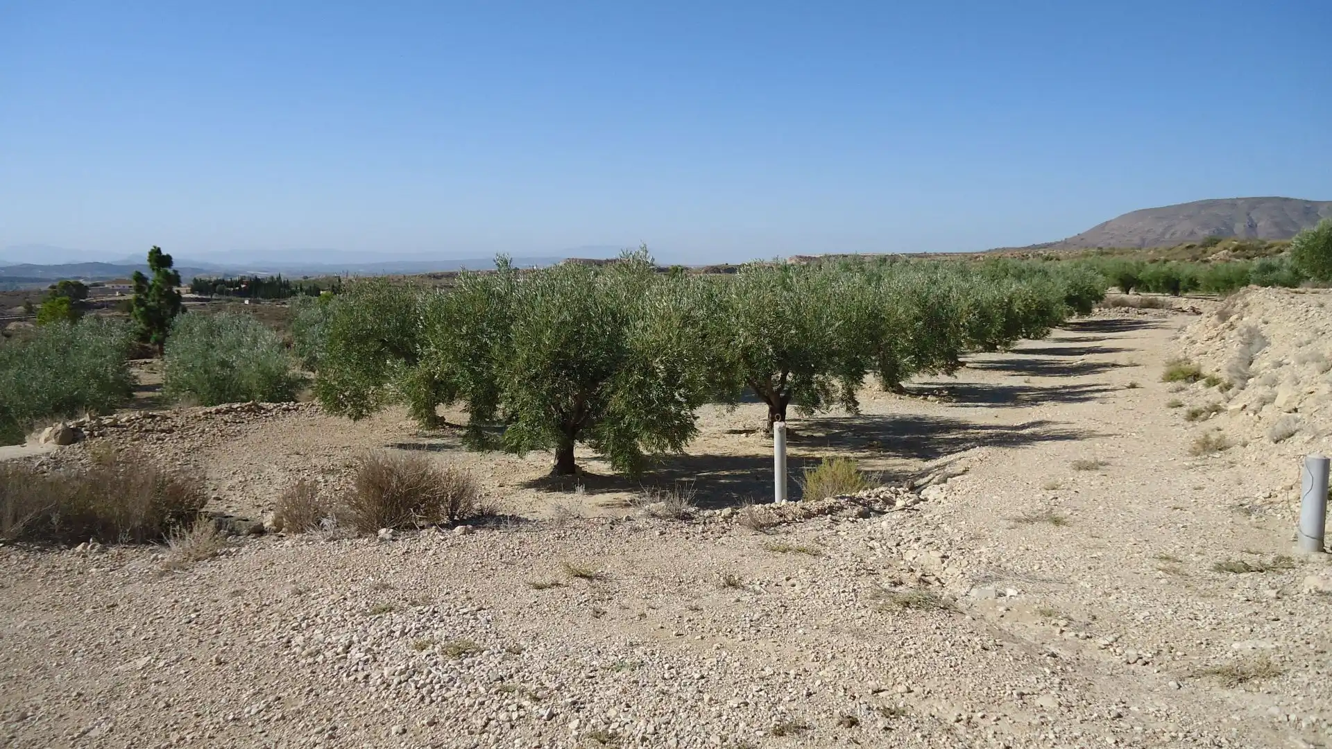 Lands and plots for sale in Abanilla, imagen 8