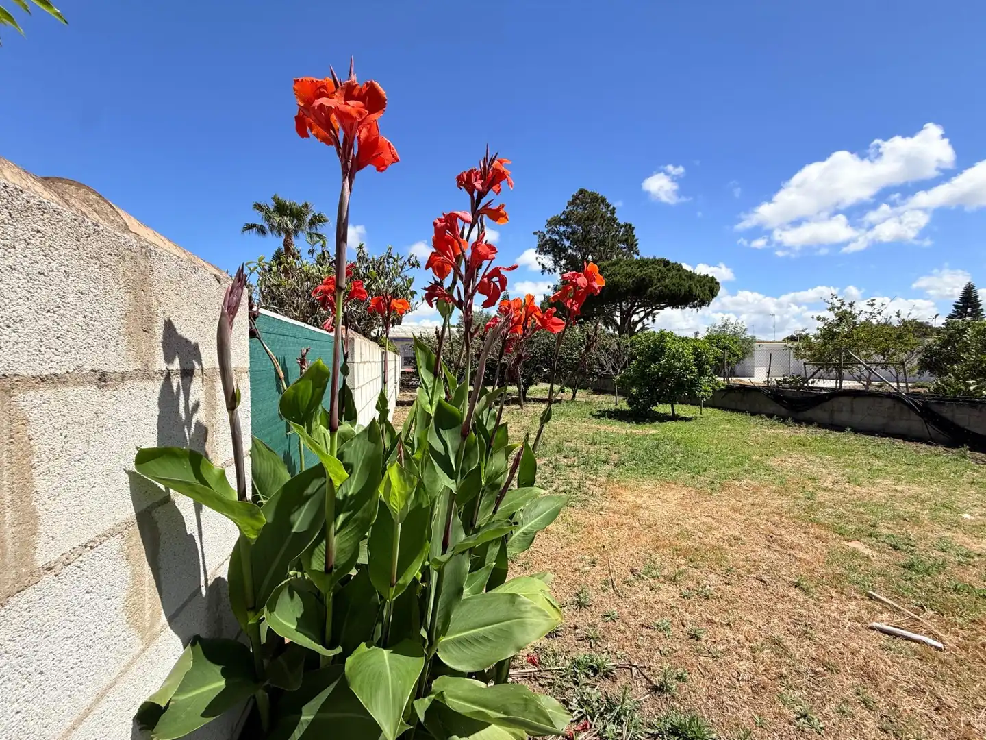 Jardí de Casa o xalet en venda en Chiclana de la Frontera