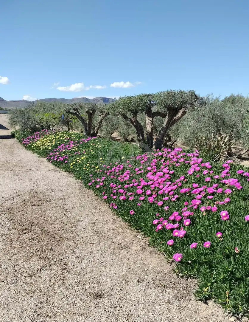 Jardín de Casa o chalet en venta en Lorca con Terraza