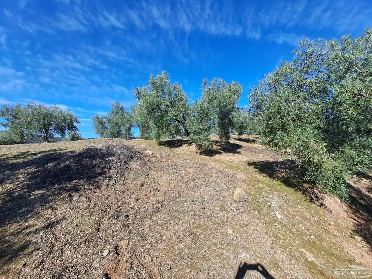 Casa o chalet en venta en Villaviciosa de Córdoba con Piscina