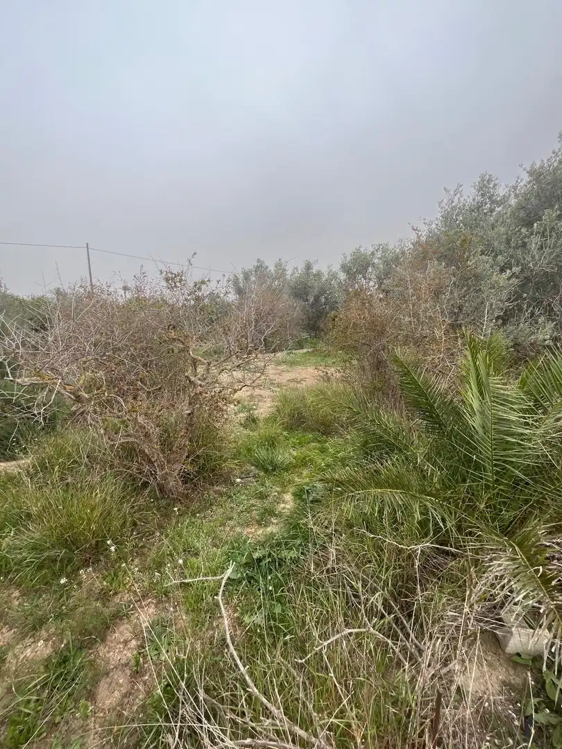 Terrain rustique à vendre à La Algoda - Matola - Llano de San José, imagen 4