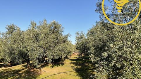 Photo 3 of Country house for sale in Cortijo San Roque, San Roque - La Cruz - La Rozuela, Jaén