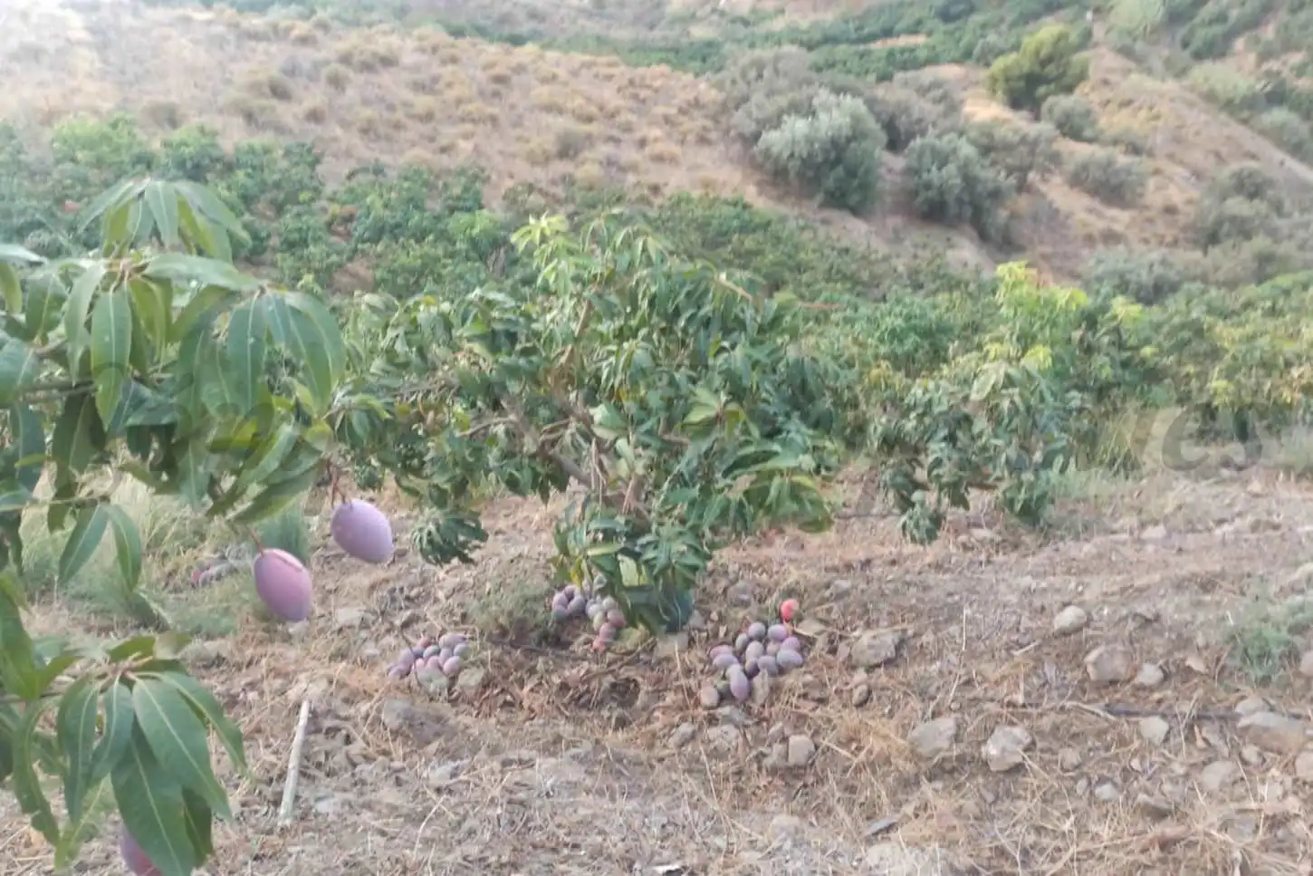Terreno rústico en venta en Frigiliana