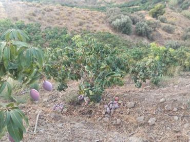 Terreno rustico in vendita a Frigiliana