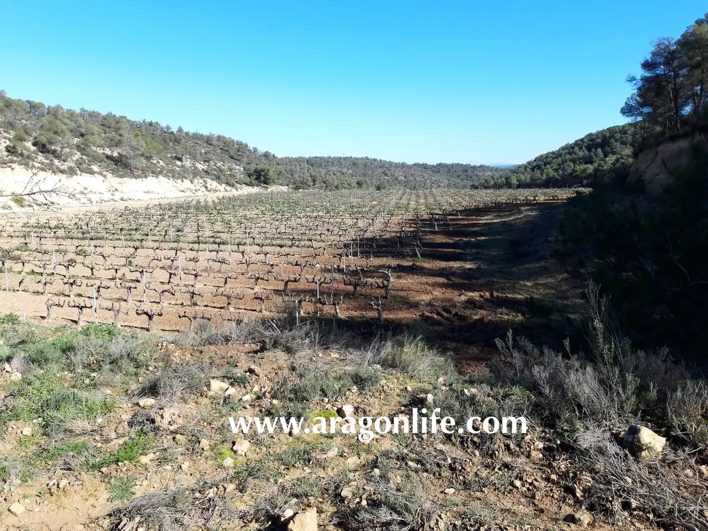 Finca rústica en venta en Nonaspe