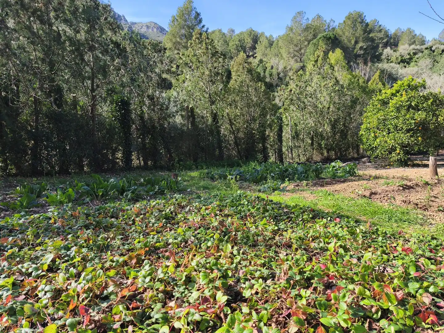 Casa con jardín en venta en Alfara de Carles, imagen 9