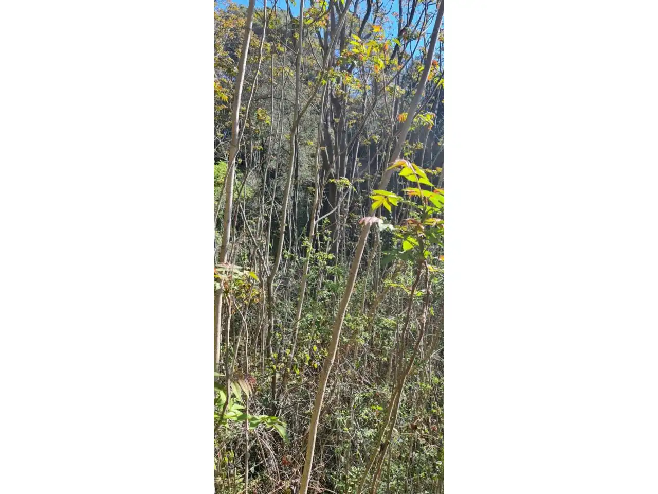 Rural land for sale in Lliçà d'Amunt, imagen 58