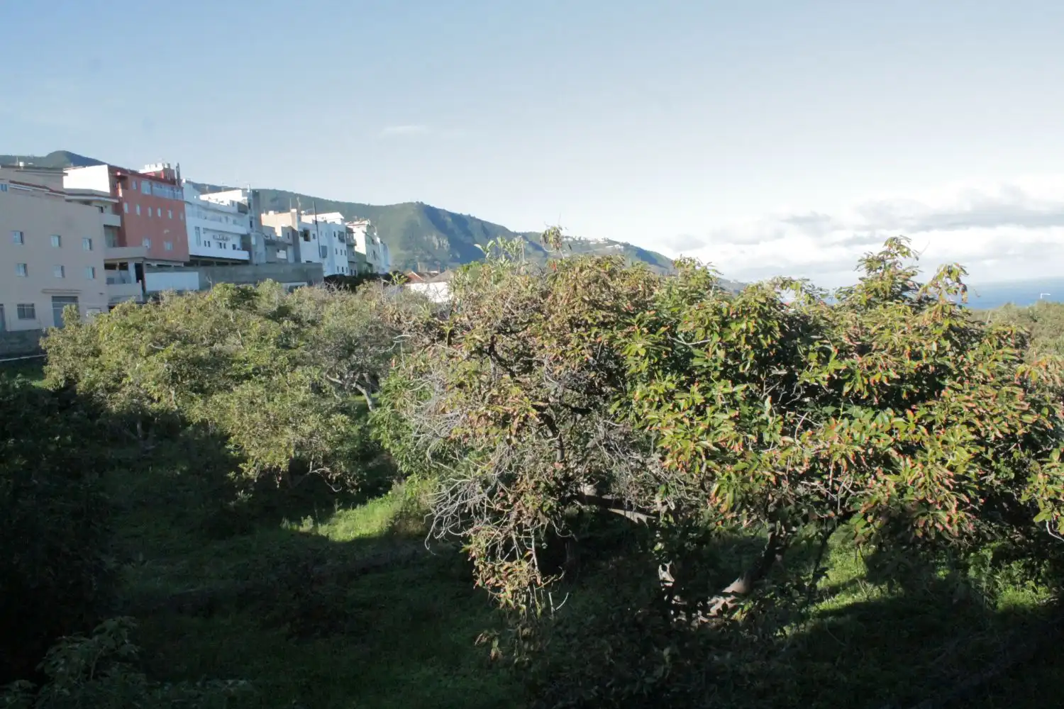 Vista exterior de Casa o chalet en venta en Los Realejos con Balcón