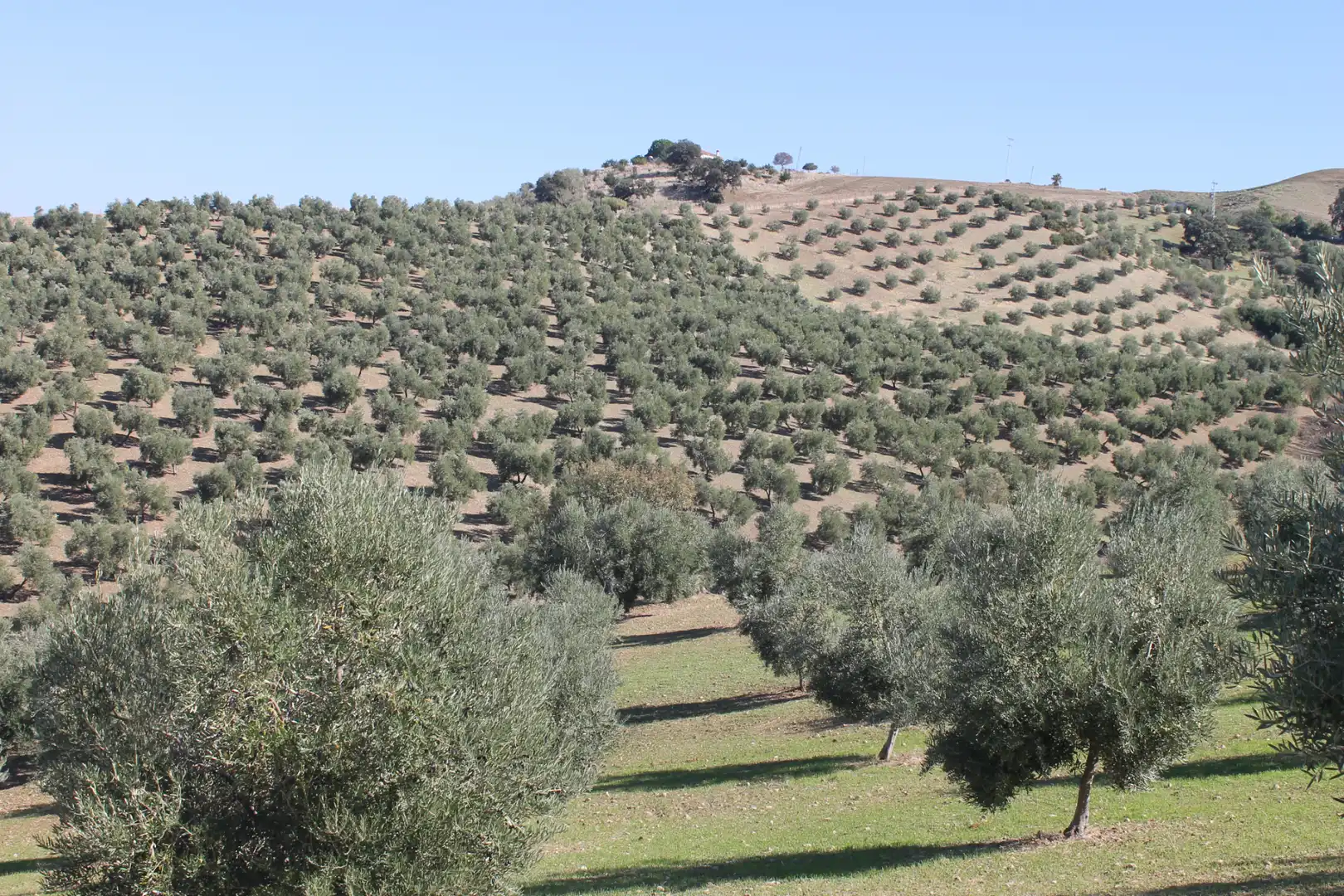 Terrain rustique à vendre à Calle Veterin, imagen 9