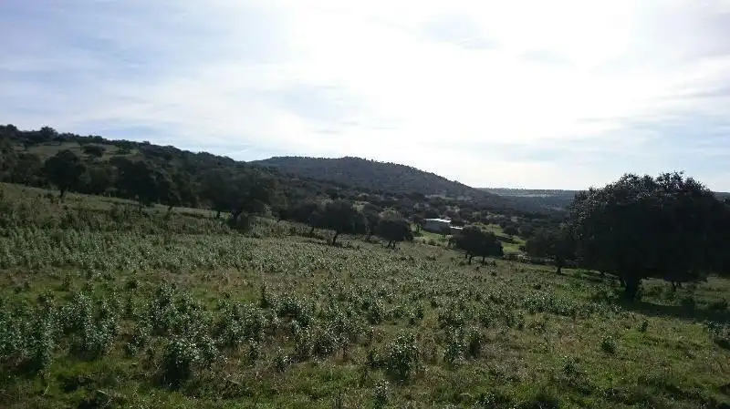 Land for sale in Salorino