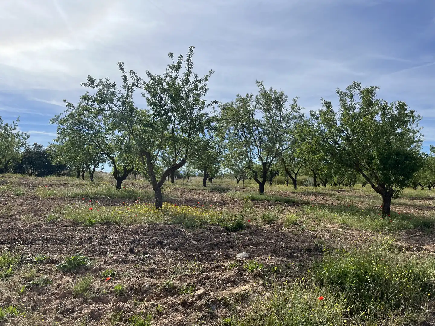 Rustikales Grundstück zum Verkauf in Avenida de Andalucía, imagen 5