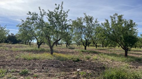 Finca en Padul - carretera de la cabra km 8, immagine 5