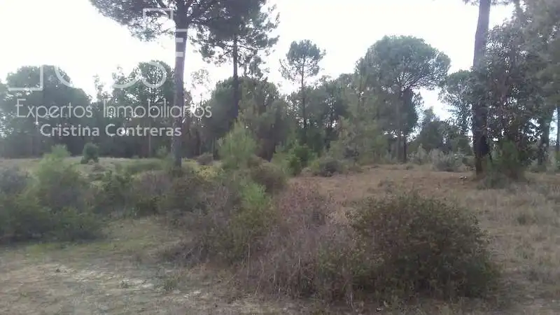 Terreny rústic en venda a Almonte ciudad, imagen 21