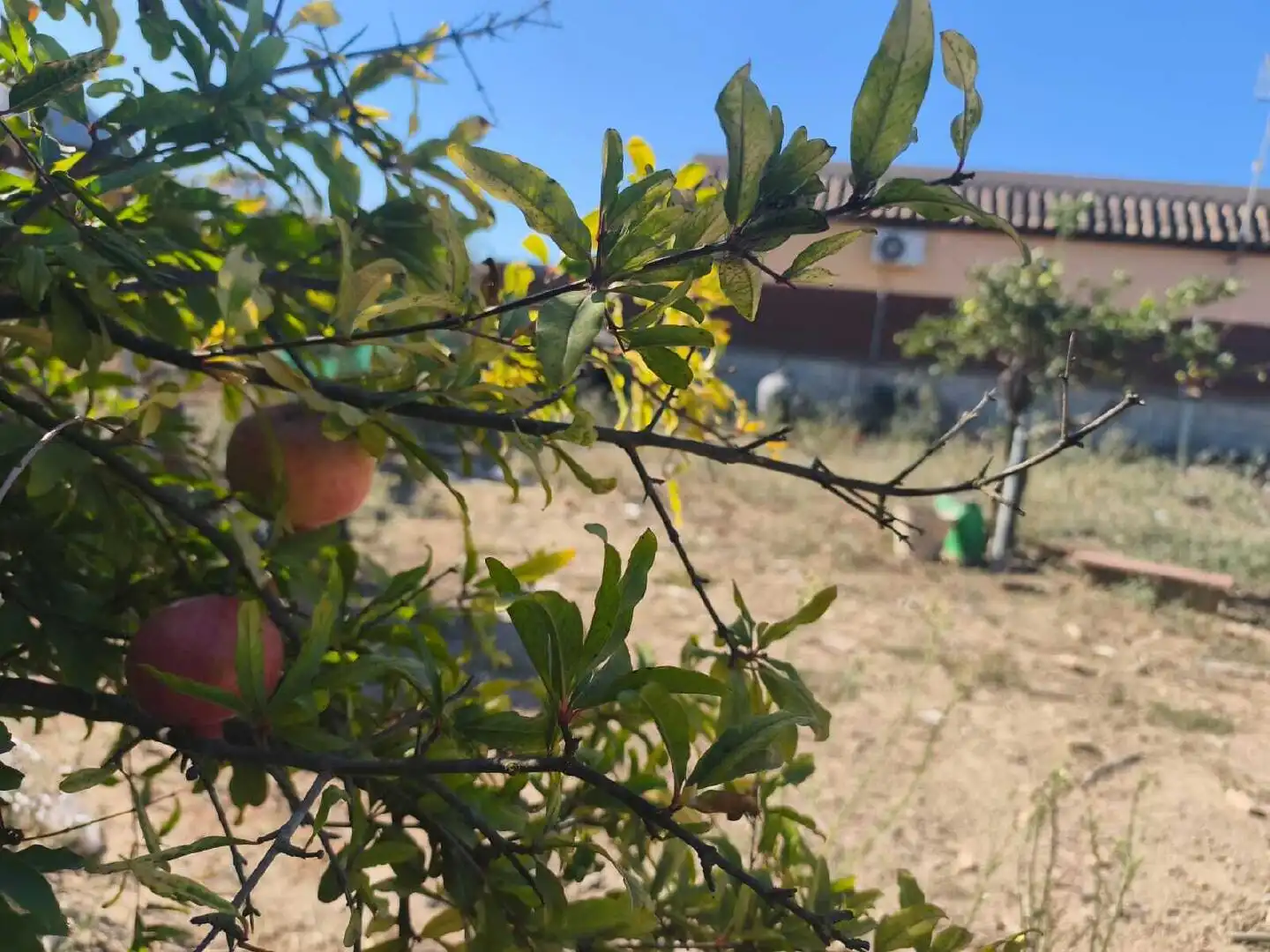 Grundstücke und Bauplätze zum Verkauf in Chipiona Norte, imagen 5