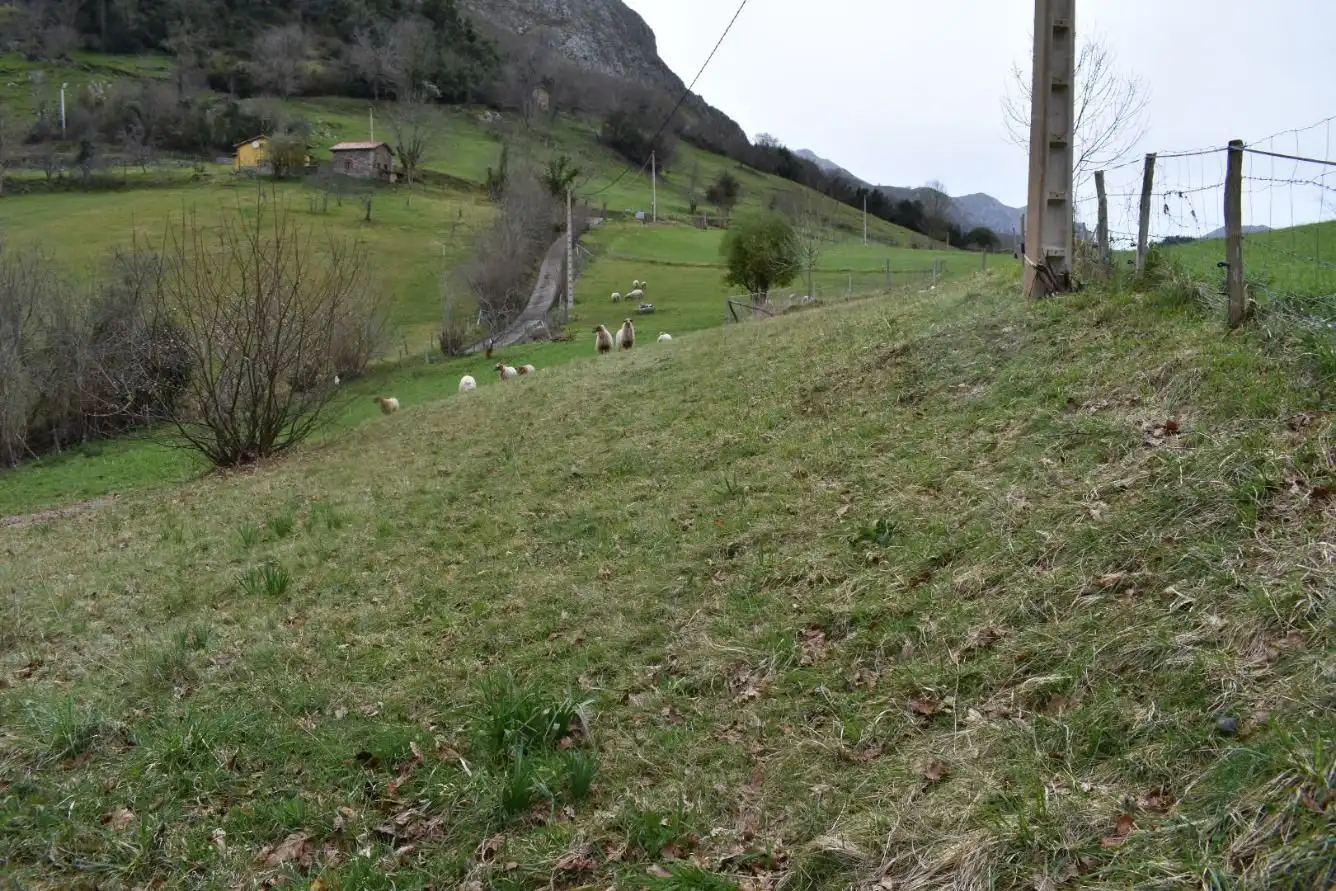 FINCA EDIFICABLE A 15 KM DE CANGAS DE ONIS, imatge 3