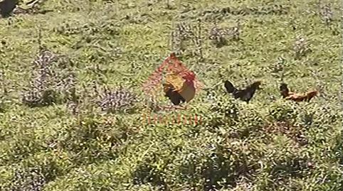 Foto 5 de Finca rústica en venda a Casco Histórico, Ronda