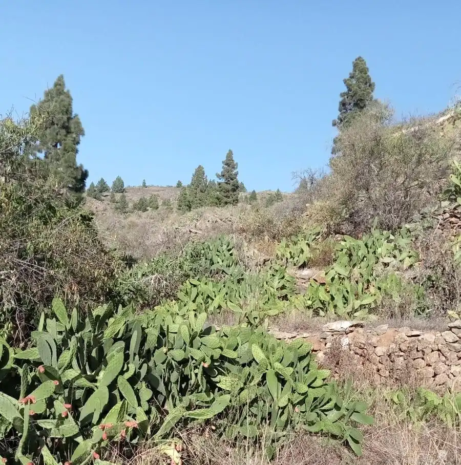 Rural land for sale in Calle la Parranda