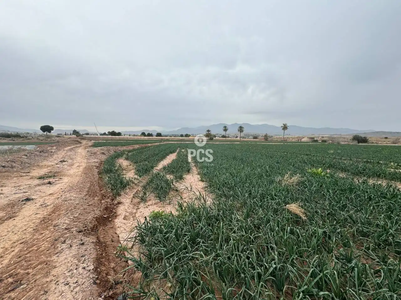 Terreny rústic en venda a Camino Huertos Nuevos Zona Ñorica S/N, imagen 3