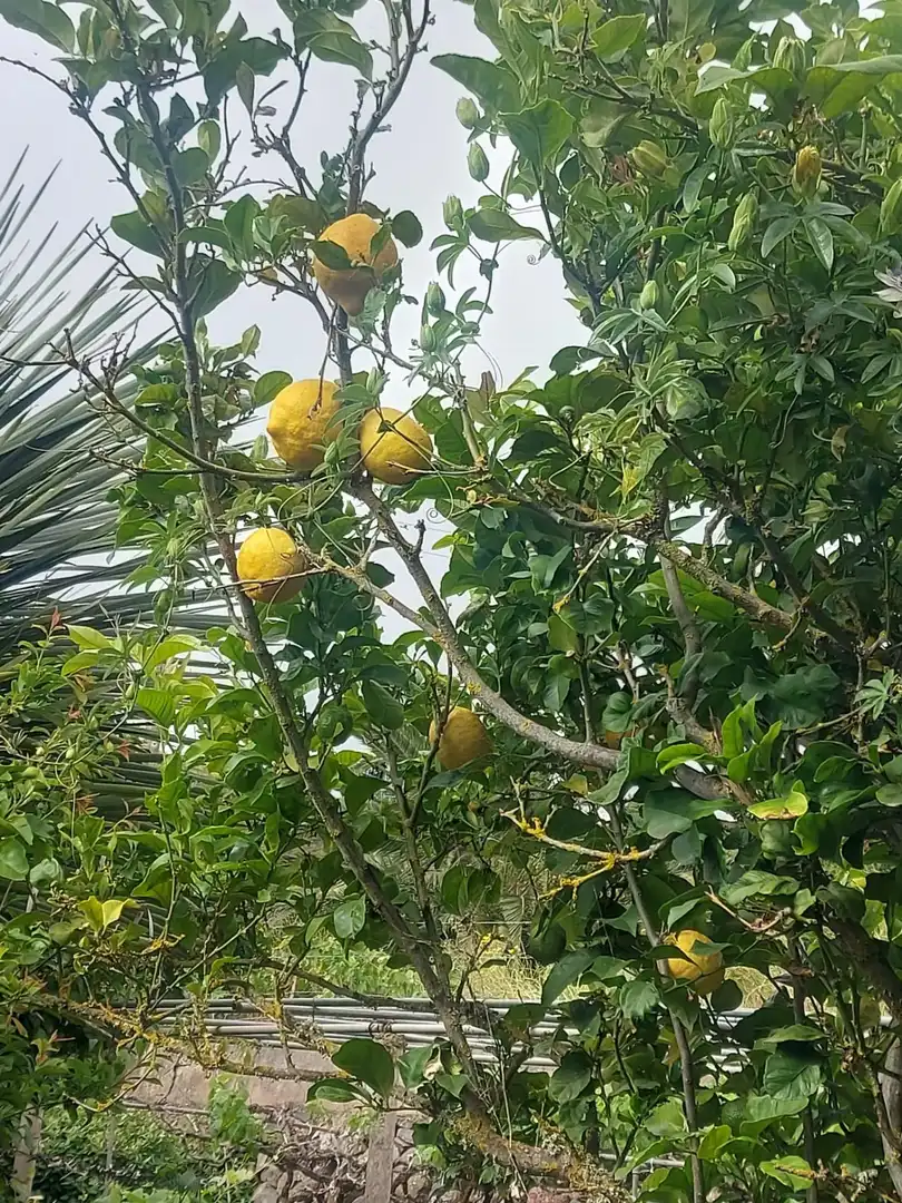 Jardín de Finca rústica en venta en El Rosario con Jardín privado, Terraza y Alarma