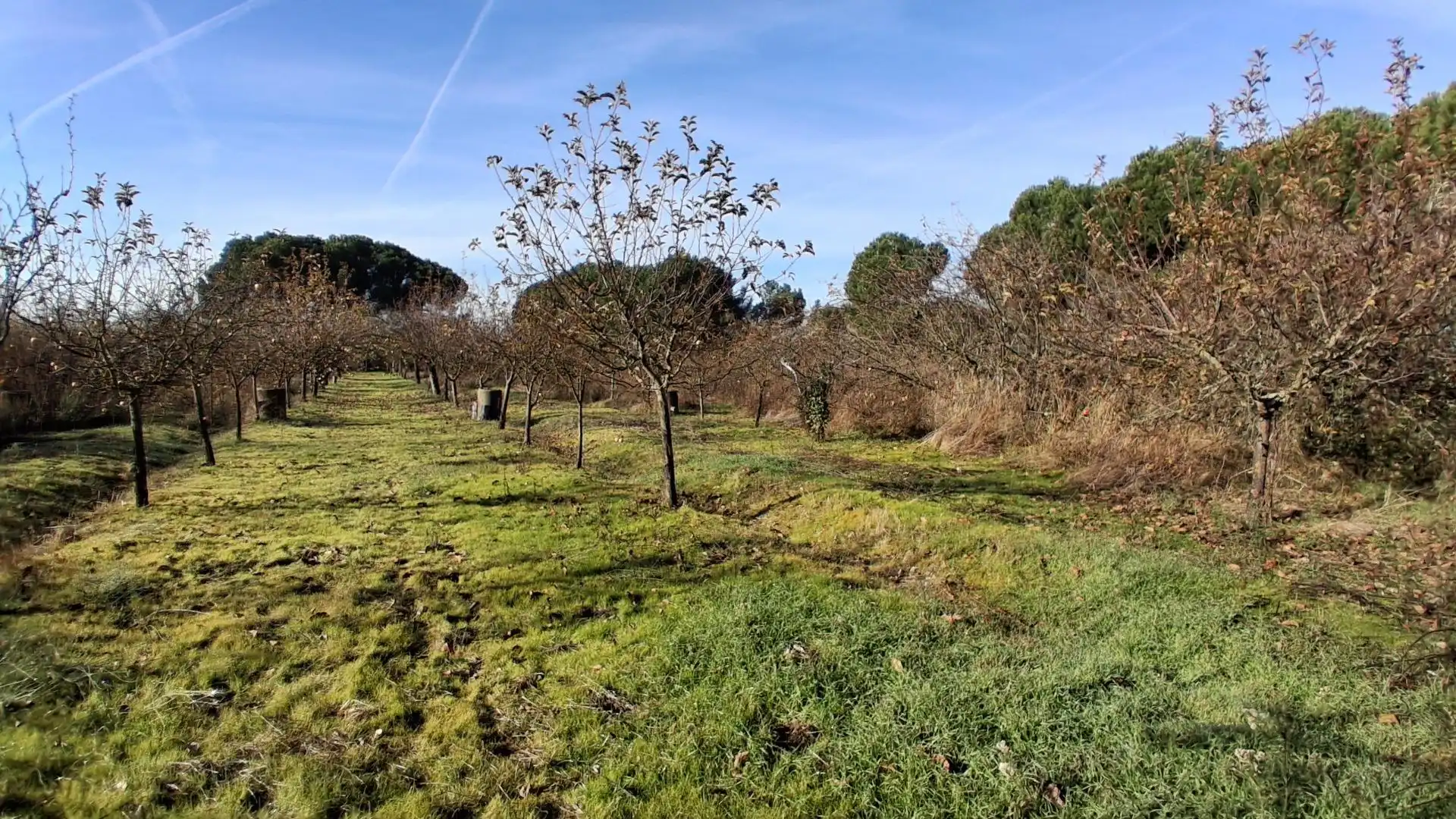 Finca rústica en venta en Almenara de Tormes