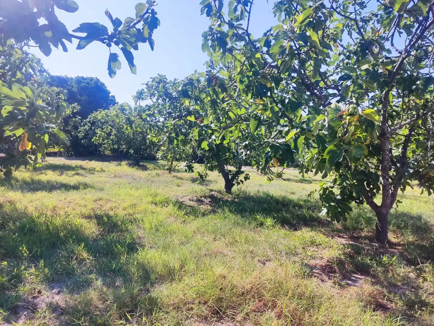 Terreni e lotti in vendita a Jarandilla de la Vera, imagen 9