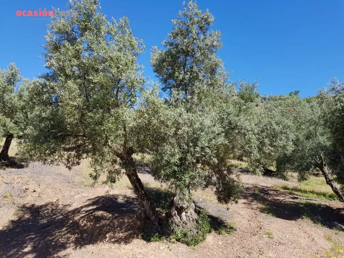 Finca rústica en venta en Villanueva de Córdoba con Jardín privado, Trastero y Amueblado