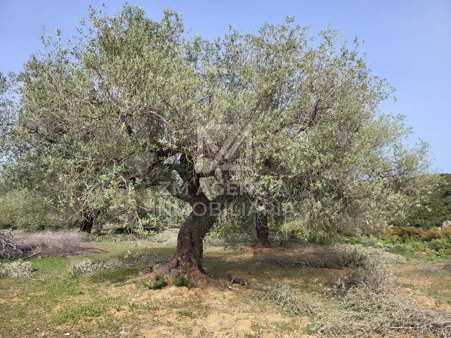 Terreno rustico in vendita a Corral de la Culla, imagen 8