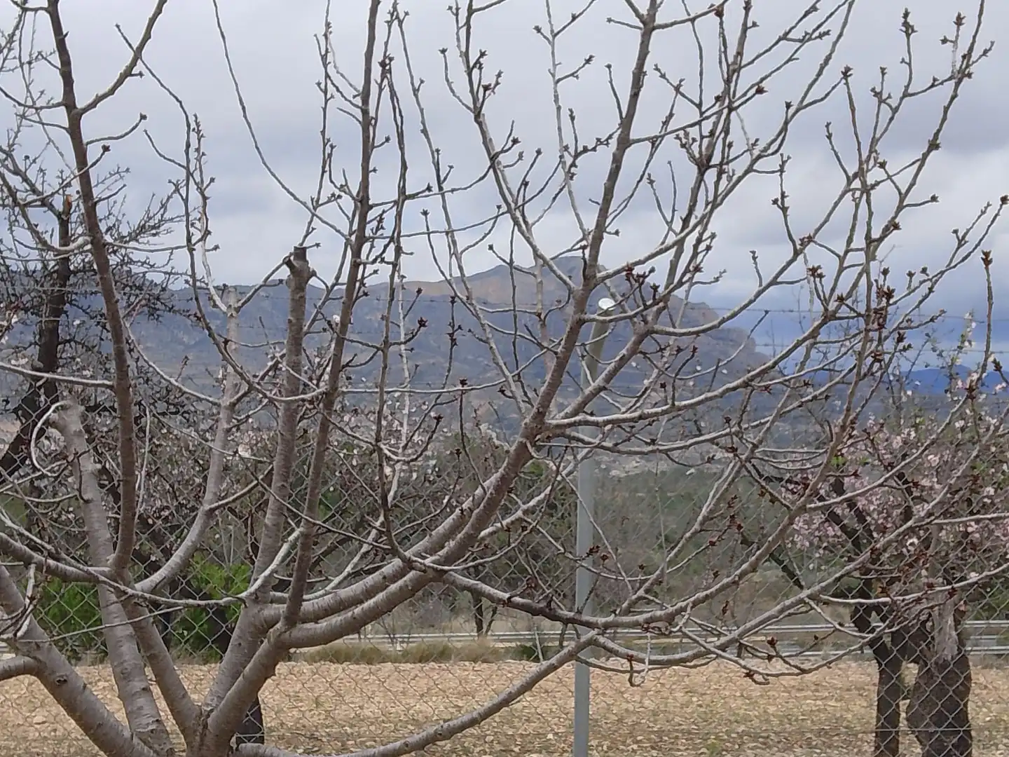 Jardí de Casa o xalet en venda en Tibi amb Jardí privat, Terrassa i Moblat