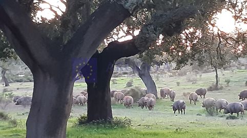 Foto 4 de Casa o chalet en venta en Diseminados Callejones, Pedanías de Badajoz, Badajoz Capital