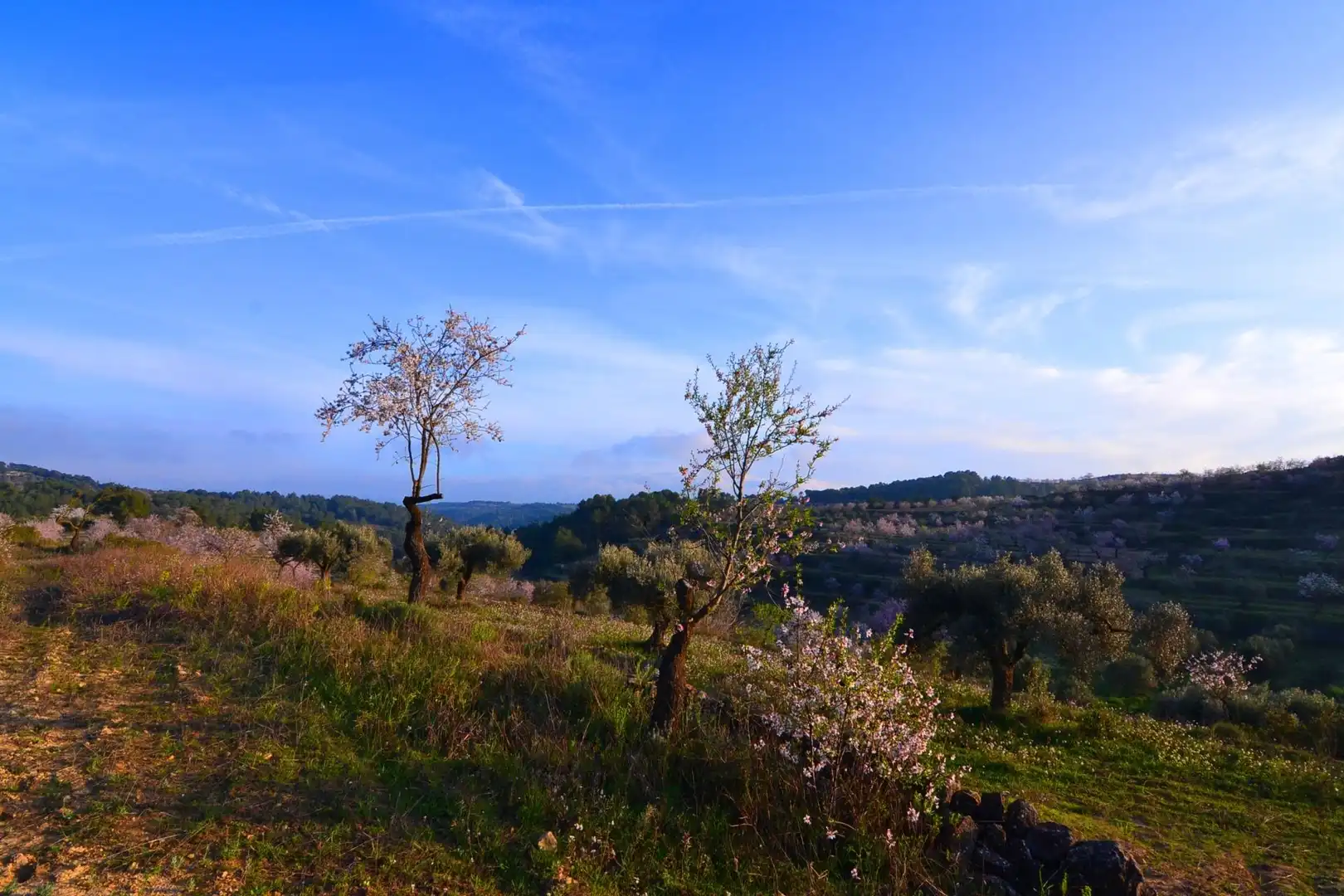 Rural land for sale in Corbera d'Ebre, imagen 72