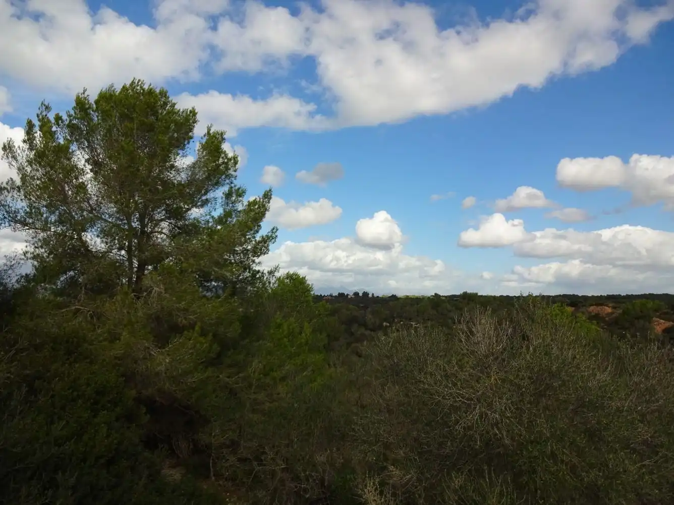 Terreny residencial en venda a Llevant, imagen 13