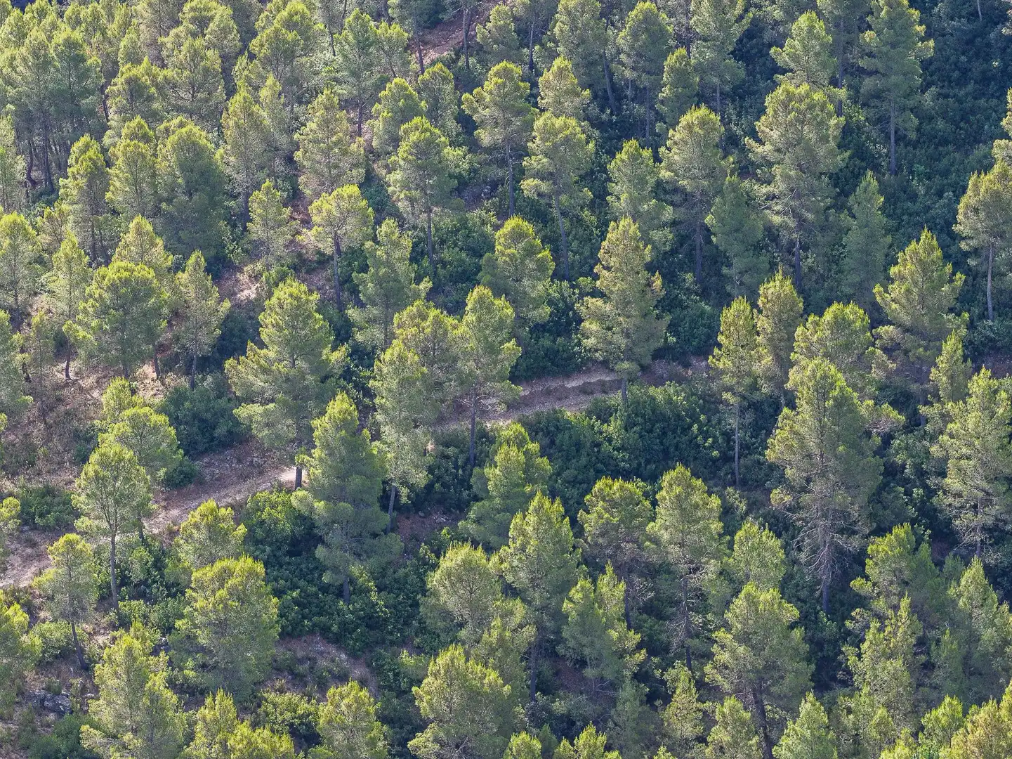 Finca rústica en venta en Moratalla con Piscina