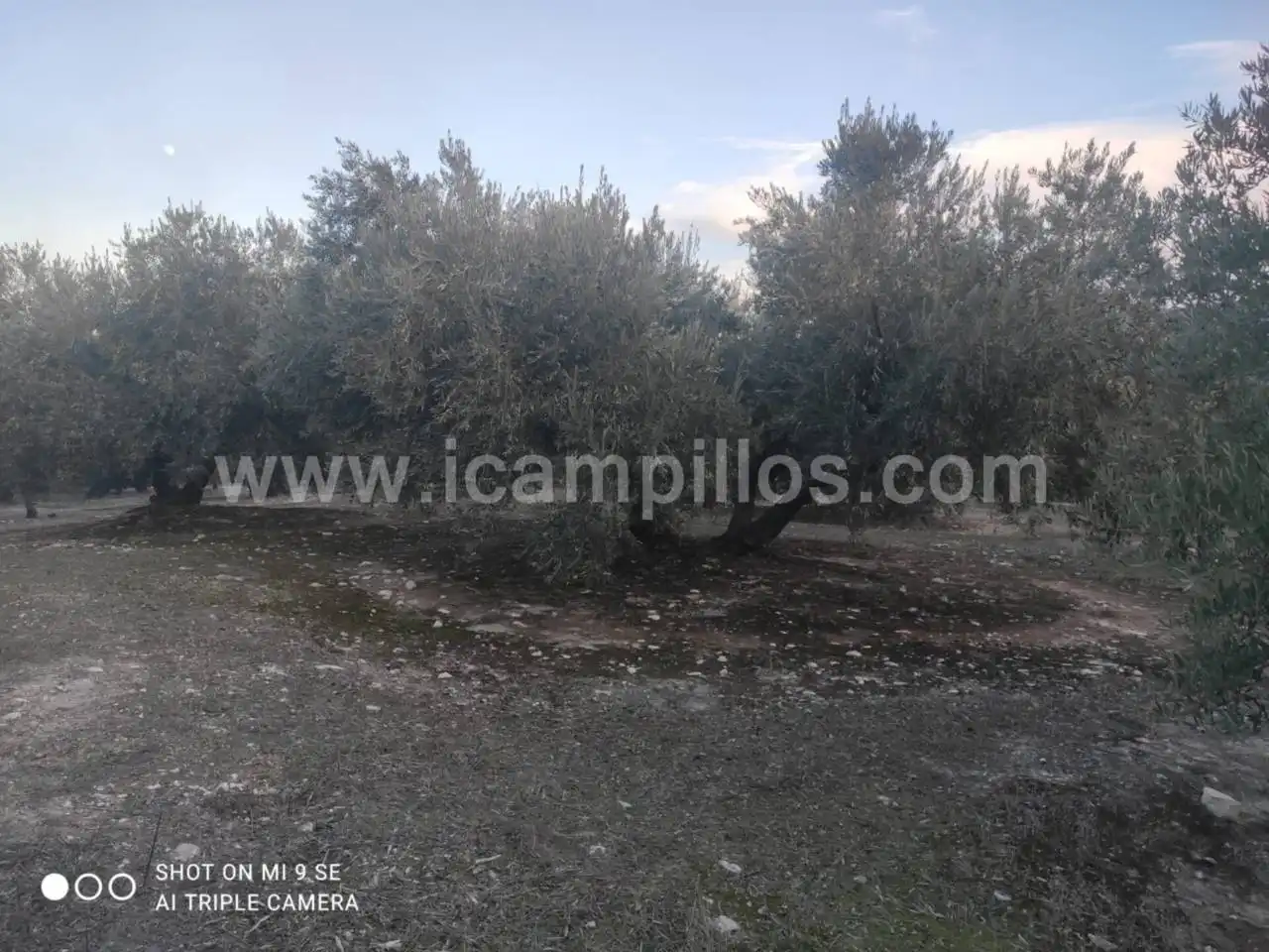 Rural land for sale in Calle TERMINO DE NUEVA CARTEYA