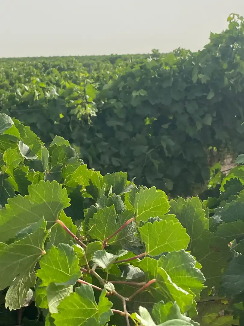 Jardín de Terreno en venta en Tomelloso