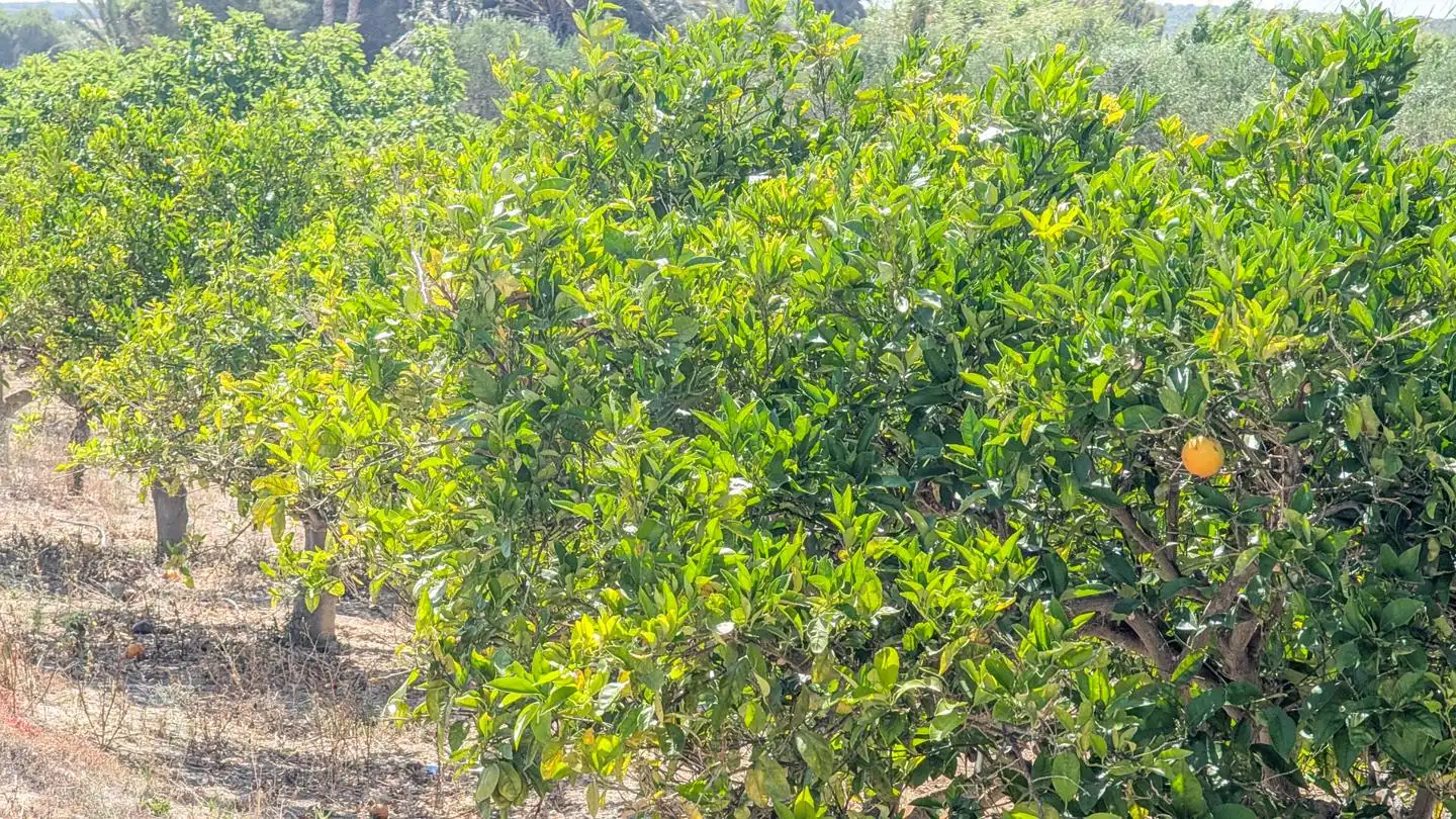 Casa o xalet en venda en Elche / Elx amb Aire condicionat, Jardí privat i Terrassa