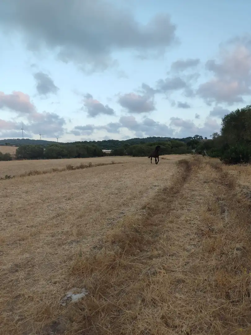Land for sale in Vejer de la Frontera